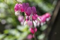 Dicentra spectabilis asian bleeding hearts, heart shaped flowers Royalty Free Stock Photo