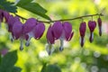 Dicentra spectabilis asian bleeding hearts, heart shaped flowers Royalty Free Stock Photo