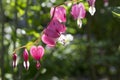 Dicentra spectabilis asian bleeding hearts, heart shaped flowers Royalty Free Stock Photo