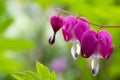 Dicentra spectabilis asian bleeding hearts, heart shaped flowers Royalty Free Stock Photo