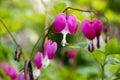 Dicentra spectabilis asian bleeding hearts, heart shaped flowers Royalty Free Stock Photo