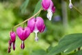 Dicentra spectabilis asian bleeding hearts, heart shaped flowers Royalty Free Stock Photo