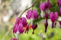 Dicentra spectabilis asian bleeding hearts, heart shaped flowers Royalty Free Stock Photo