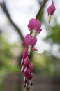 Dicentra spectabilis asian bleeding hearts, heart shaped flowers Royalty Free Stock Photo