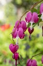 Dicentra spectabilis asian bleeding hearts, heart shaped flowers Royalty Free Stock Photo