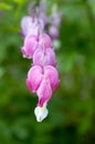 Dicentra spectabilis asian bleeding hearts, heart shaped flowers Royalty Free Stock Photo