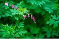 Dicentra Spectabilis, Bleeding Heart Flower Royalty Free Stock Photo