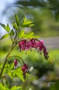 Dicentra spectabilis bleeding heart flowers in hearts shapes in bloom, beautiful Lamprocapnos pink white flowering plant Royalty Free Stock Photo