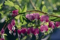 Dicentra spectabilis bleeding heart flowers in hearts shapes in bloom, beautiful Lamprocapnos pink white flowering plant Royalty Free Stock Photo