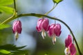 Dicentra spectabilis bleeding heart flowers in hearts shapes in bloom, beautiful Lamprocapnos pink white flowering plant Royalty Free Stock Photo