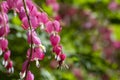 Dicentra spectabilis bleeding heart flowers in hearts shapes in bloom, beautiful Lamprocapnos pink white flowering plant Royalty Free Stock Photo