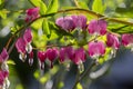 Dicentra spectabilis bleeding heart flowers in hearts shapes in bloom, beautiful Lamprocapnos pink white flowering plant Royalty Free Stock Photo