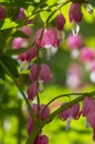 Dicentra spectabilis bleeding heart flowers in hearts shapes in bloom, beautiful Lamprocapnos pink white flowering plant Royalty Free Stock Photo