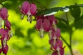 Dicentra spectabilis bleeding heart flowers in hearts shapes in bloom, beautiful Lamprocapnos pink white flowering plant Royalty Free Stock Photo