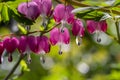 Dicentra spectabilis bleeding heart flowers in hearts shapes in bloom, beautiful Lamprocapnos pink white flowering plant Royalty Free Stock Photo