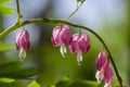 Dicentra spectabilis bleeding heart flowers in hearts shapes in bloom, beautiful Lamprocapnos pink white flowering plant Royalty Free Stock Photo