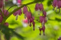 Dicentra spectabilis bleeding heart flowers in hearts shapes in bloom, beautiful Lamprocapnos pink white flowering plant Royalty Free Stock Photo