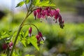 Dicentra spectabilis bleeding heart flowers in hearts shapes in bloom, beautiful Lamprocapnos pink white flowering plant Royalty Free Stock Photo