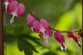 Dicentra spectabilis bleeding heart flowers in hearts shapes in bloom, beautiful Lamprocapnos pink white flowering plant Royalty Free Stock Photo