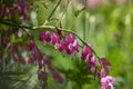 Dicentra spectabilis bleeding heart flowers in hearts shapes in bloom, beautiful Lamprocapnos pink white flowering plant Royalty Free Stock Photo