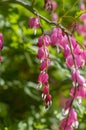 Dicentra spectabilis bleeding heart flowers in hearts shapes in bloom, beautiful Lamprocapnos pink white flowering plant Royalty Free Stock Photo