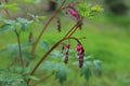 Dicentra spectabilis bleeding heart flowers in hearts shapes in bloom.