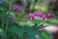 Dicentra spectabilis bleeding heart flowers in hearts shapes in bloom. Royalty Free Stock Photo