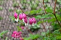 Dicentra spectabilis bleeding heart flowers in hearts shapes in bloom, Lamprocapnos pink white flowering plant in garden Royalty Free Stock Photo