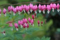 Dicentra spectabilis bleeding heart flowers in hearts shapes in bloom. Royalty Free Stock Photo