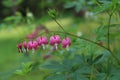 Dicentra spectabilis bleeding heart flowers in hearts shapes in bloom. Royalty Free Stock Photo