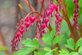 Dicentra spectabilis, bleeding heart. Spring flowers in the shape of a heart Royalty Free Stock Photo