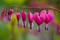 Dicentra spectabilis in bloom