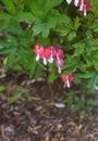 Dicentra spectabilis flowers or bleeding heart, Venus's car, Dutchman's trousers, Lady in a bath, or Lyre-flower Royalty Free Stock Photo