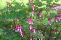 Dicentra spectabilis flowers or bleeding heart, Venus's car, Dutchman's trousers, Lady in a bath, or Lyre-flower Royalty Free Stock Photo