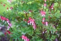 Dicentra spectabilis flowers or bleeding heart, Venus's car, Dutchman's trousers, Lady in a bath, or Lyre-flower plant Royalty Free Stock Photo