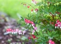 Dicentra spectabilis flowers or bleeding heart, Venus's car, Dutchman's trousers, Lady in a bath, or Lyre-flower Royalty Free Stock Photo