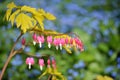 Dicentra spectabilis Gold Heart Royalty Free Stock Photo