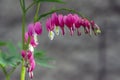 Dicentra spectabilis pink bleeding hearts in bloom on the branches, flowering plant in springtime garden, romantic scene Royalty Free Stock Photo