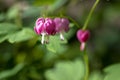 Dicentra spectabilis pink bleeding hearts in bloom on the branches, flowering plant in springtime garden Royalty Free Stock Photo