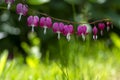 Dicentra spectabilis pink bleeding hearts in bloom on the branches, flowering plant in springtime garden, romantic scene Royalty Free Stock Photo