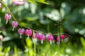 Dicentra spectabilis pink bleeding hearts in bloom on the branches, flowering plant in springtime garden, romantic scene Royalty Free Stock Photo