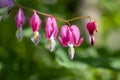 Dicentra spectabilis pink bleeding hearts in bloom on the branches, flowering plant in springtime garden, romantic scene Royalty Free Stock Photo