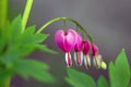 Dicentra spectabilis pink bleeding hearts in bloom on the branches, flowering plant in springtime garden, romantic scene Royalty Free Stock Photo