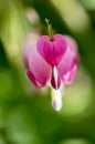 Dicentra spectabilis pink bleeding hearts in bloom on the branches, flowering plant in springtime garden, romantic scene Royalty Free Stock Photo