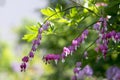 Dicentra spectabilis pink bleeding hearts on the branch, flowering plant in springtime garden Royalty Free Stock Photo