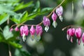 Dicentra spectabilis pink bleeding hearts on the branch, flowering plant in springtime garden