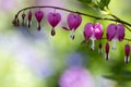 Dicentra spectabilis pink bleeding hearts on the branch, flowering plant in springtime garden, romantic scene Royalty Free Stock Photo