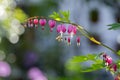 Dicentra spectabilis pink bleeding hearts on the branch, flowering plant in springtime garden, romantic scene Royalty Free Stock Photo