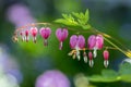 Dicentra spectabilis pink bleeding hearts on the branch, flowering plant in springtime garden, romantic scene Royalty Free Stock Photo