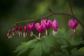 Dicentra spectabilis. Plant with flowers in the shape of a heart.